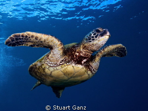 Honu in the blue by Stuart Ganz 